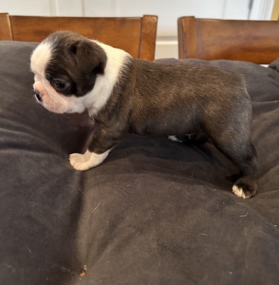 brindle male 