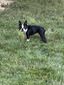 WRB'S SAMSON (Samson)