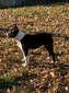BE-BOPPIN FIONA OF WIPPLINGER'S REGAL BOSTONS (FIONA)
