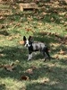 WRB'S SAMSON (Samson)