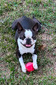 WRB'S LUCY LOU (LUCY)